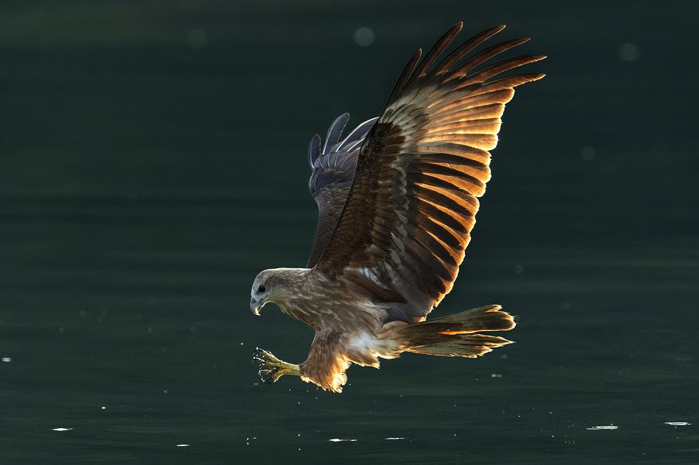 Photograph by VOON WAH WONG