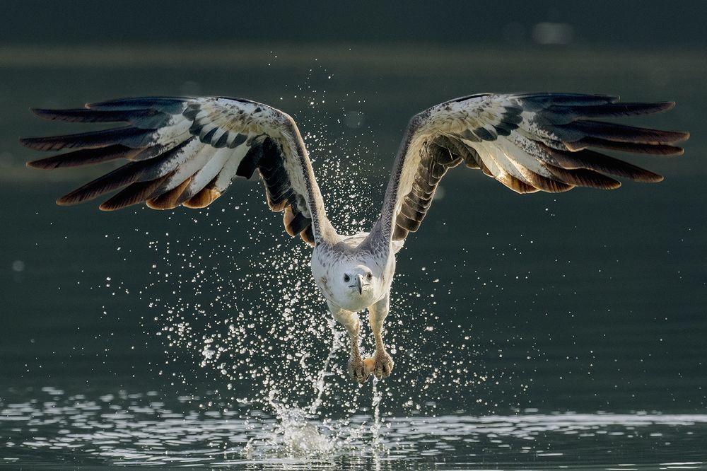 Photograph by VOON WAH WONG