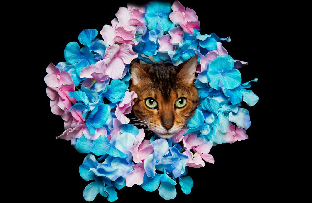 Photograph by Kucera Vince