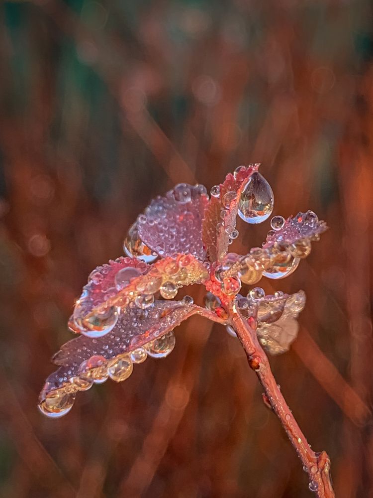 Хрустальный дождь