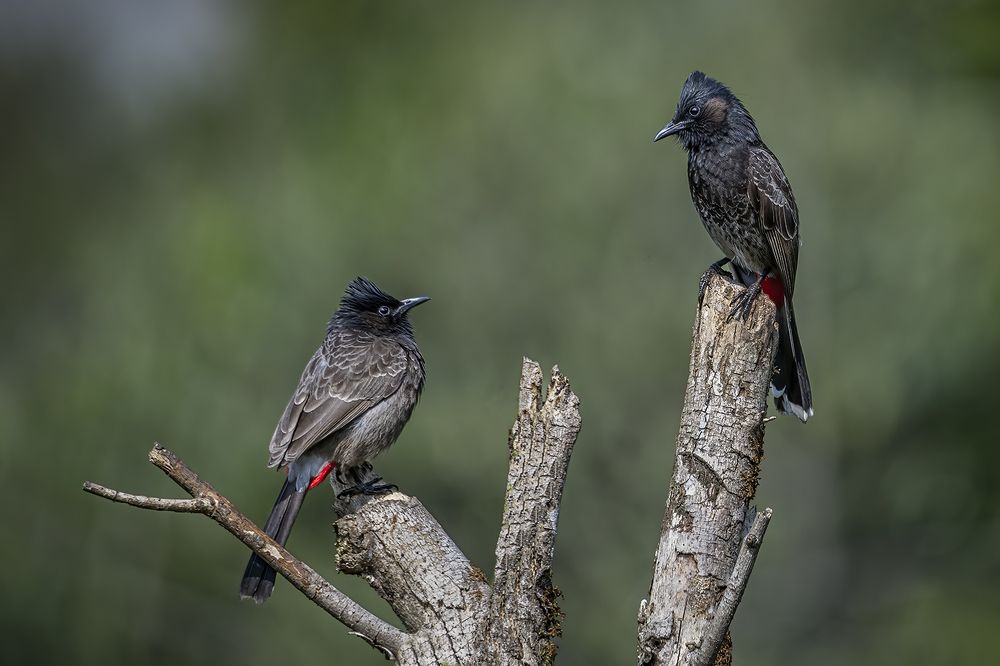 Photograph by Soumya Kayal