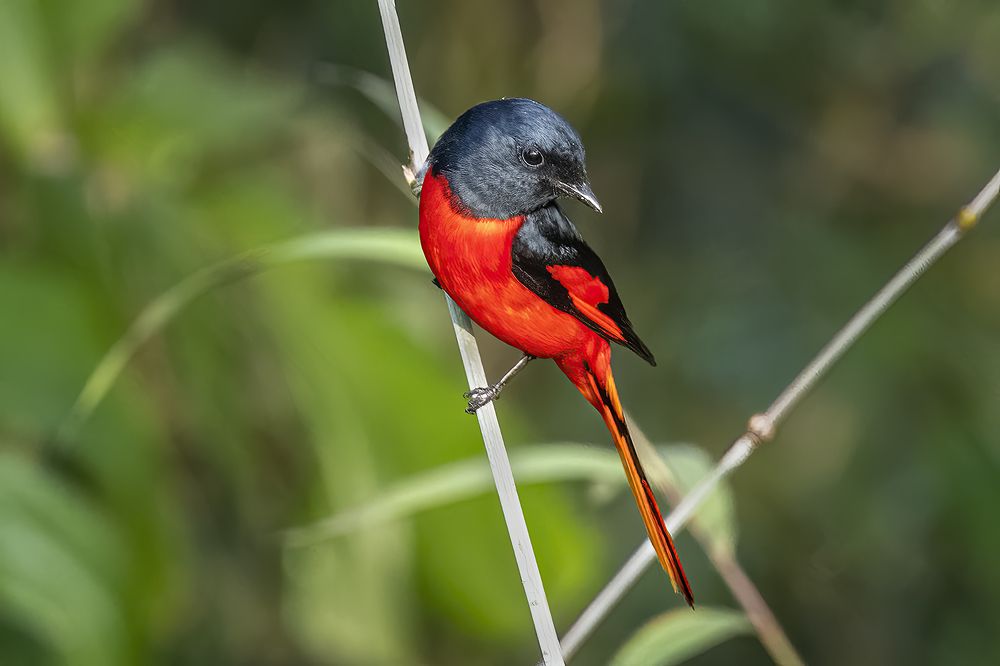 Photograph by Soumya Kayal