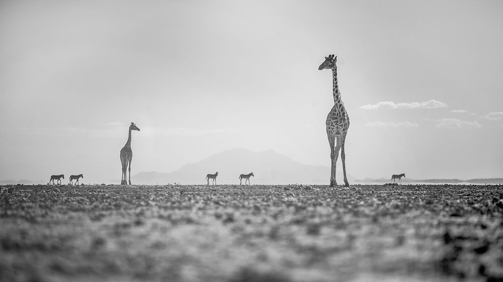 Photograph by Paolo Ameli