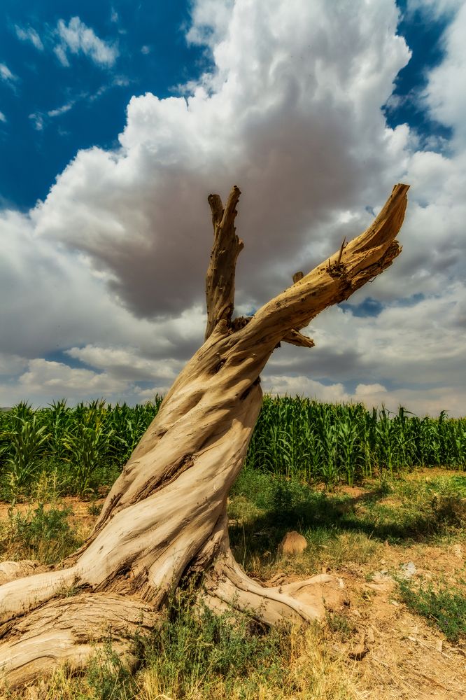 Photograph by Hamid Espanani