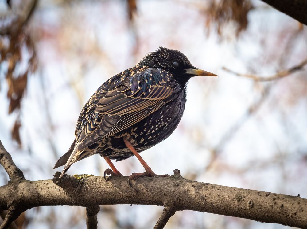 Фотография автора Бычков Валерий