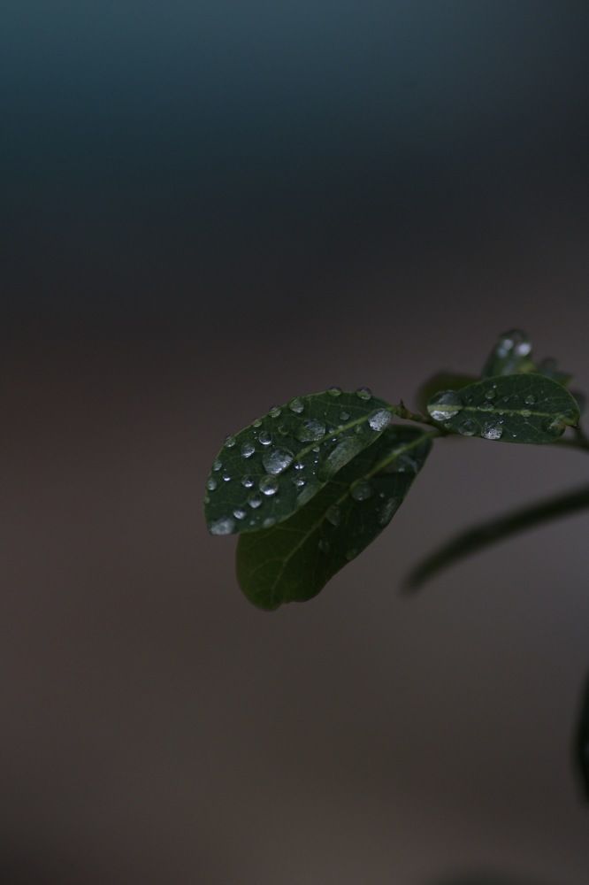 Photograph by DEEPAYAN MODAK