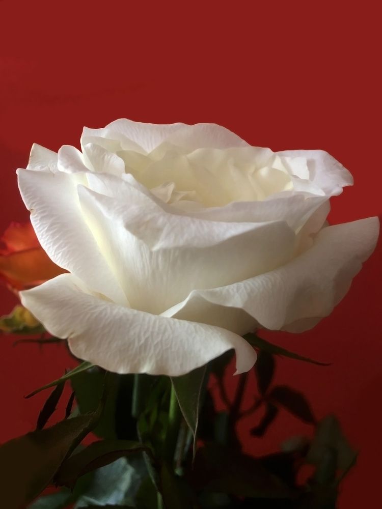 White rose
