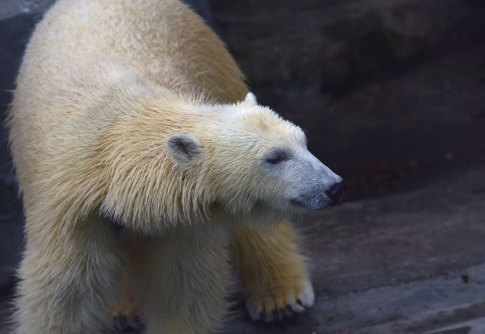 Photograph by Владислав Кравцов