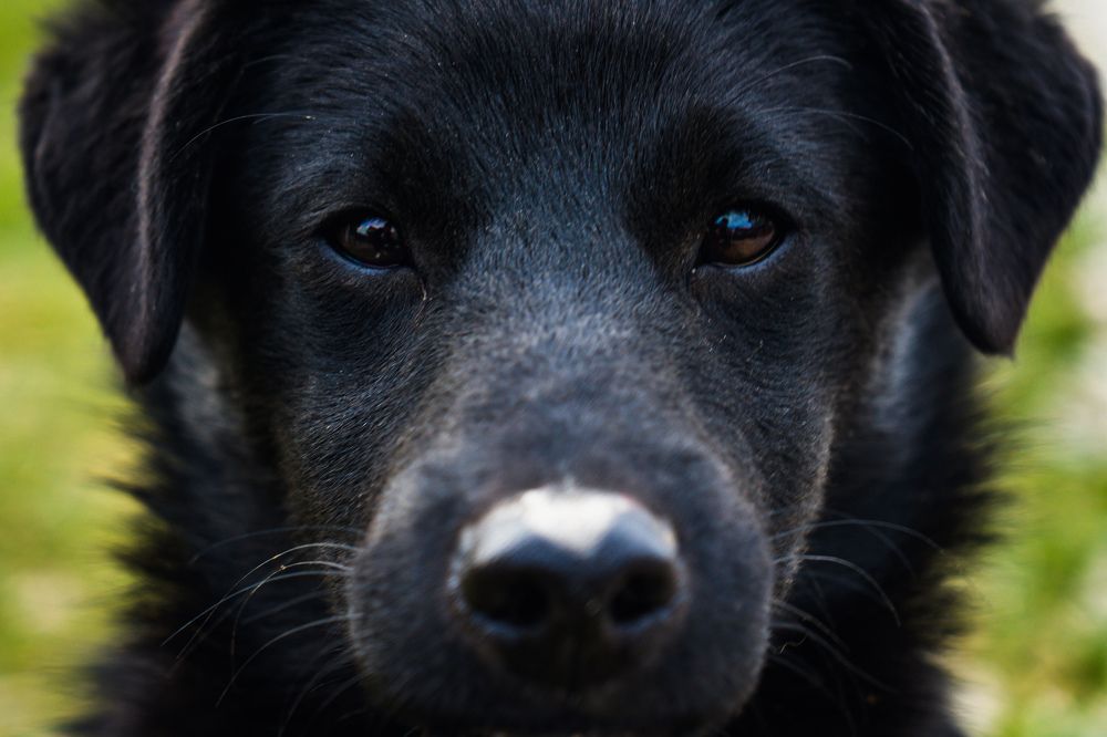 Фотография автора Petar Metić