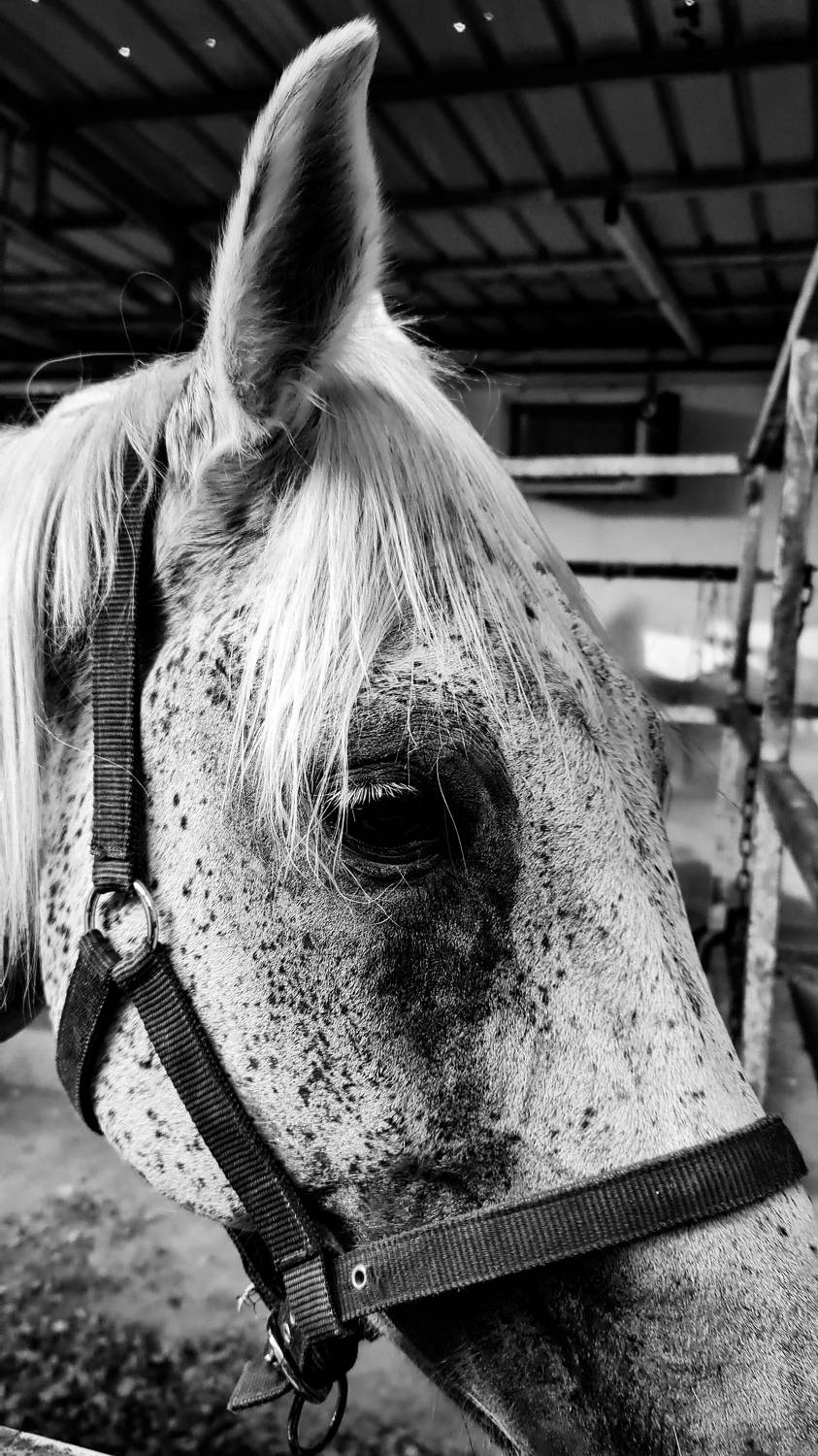 The only horse