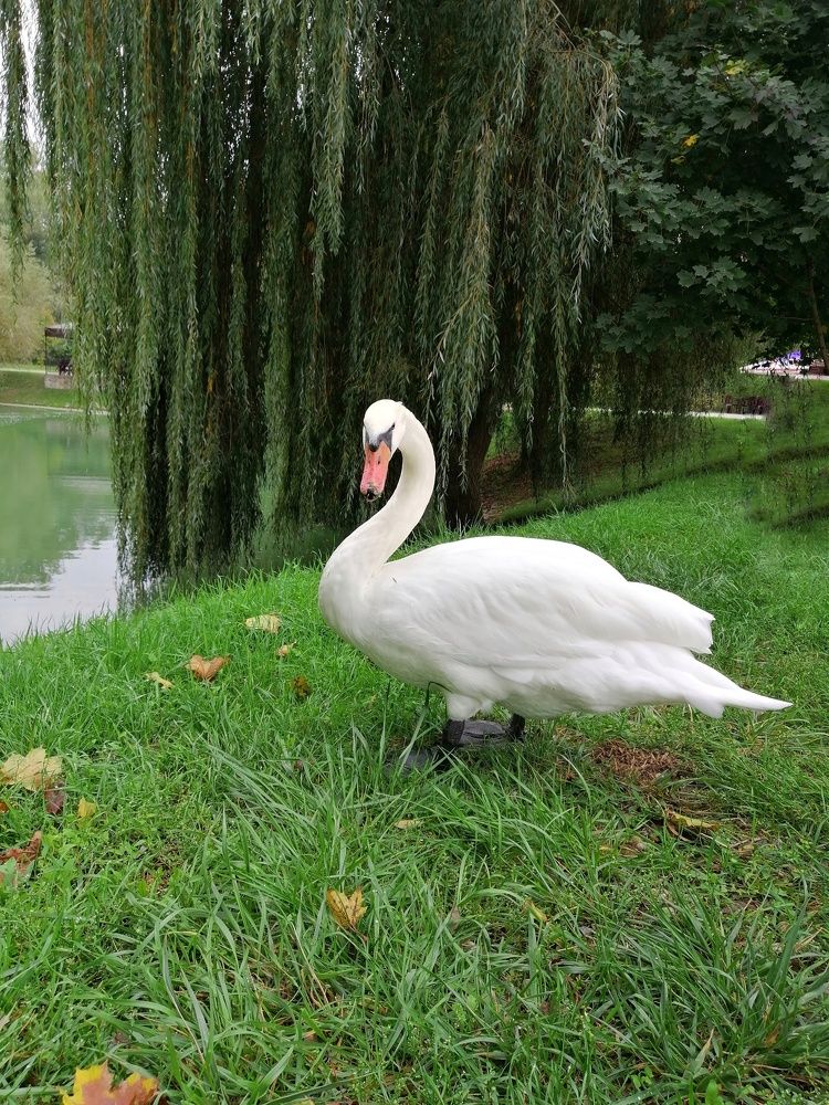 Photograph by Татьяна Чарушина