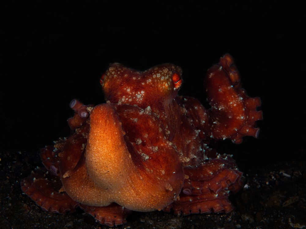 Photograph by Roberta Gossn Striuli