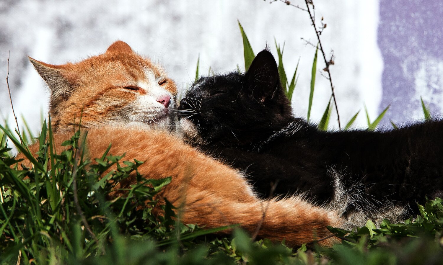 Photo #9068916