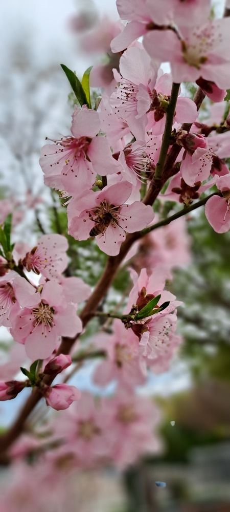 Photograph by mahboube moradalizade