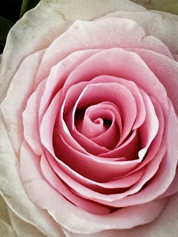 Photograph by Christine ECHEVET-ADAM de VILLIERS