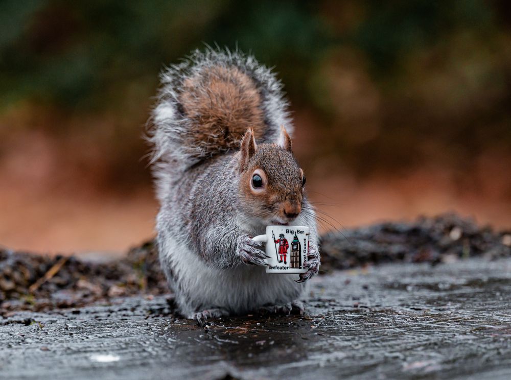 Photograph by Abdullah Al Battah