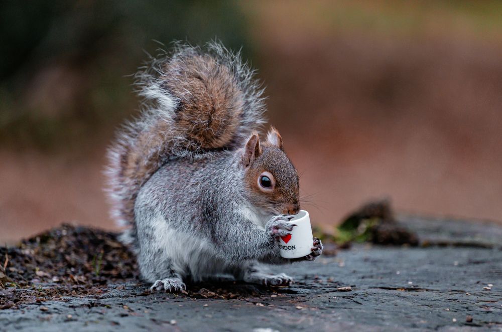 Photograph by Abdullah Al Battah