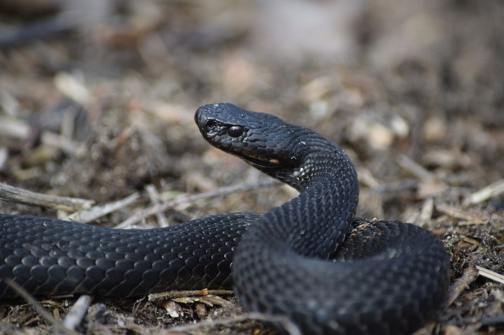 Боевая стойка