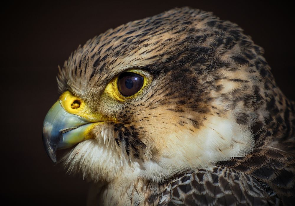 Photograph by Андрюс Киркляускас