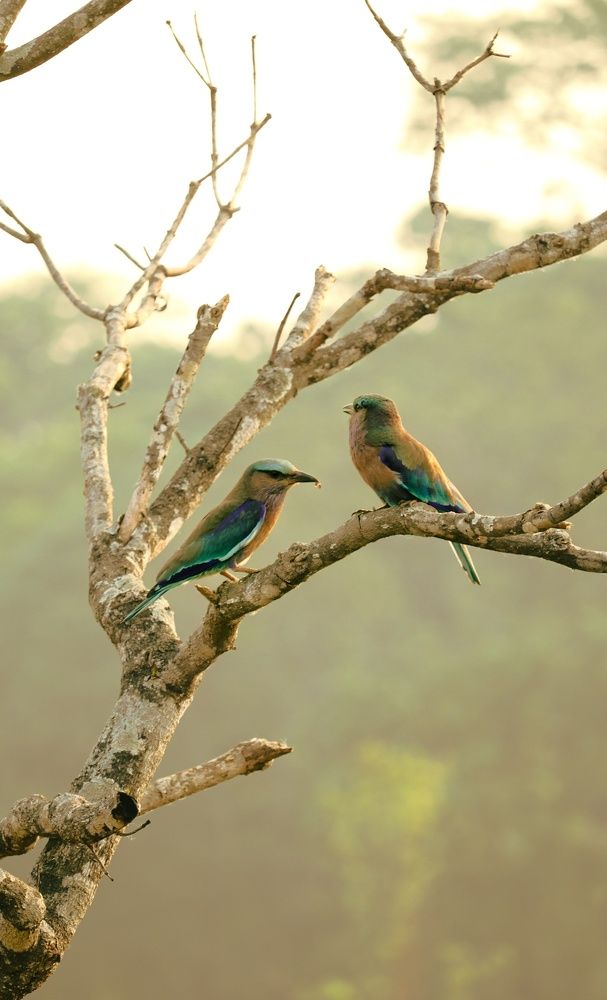 An Indian roller