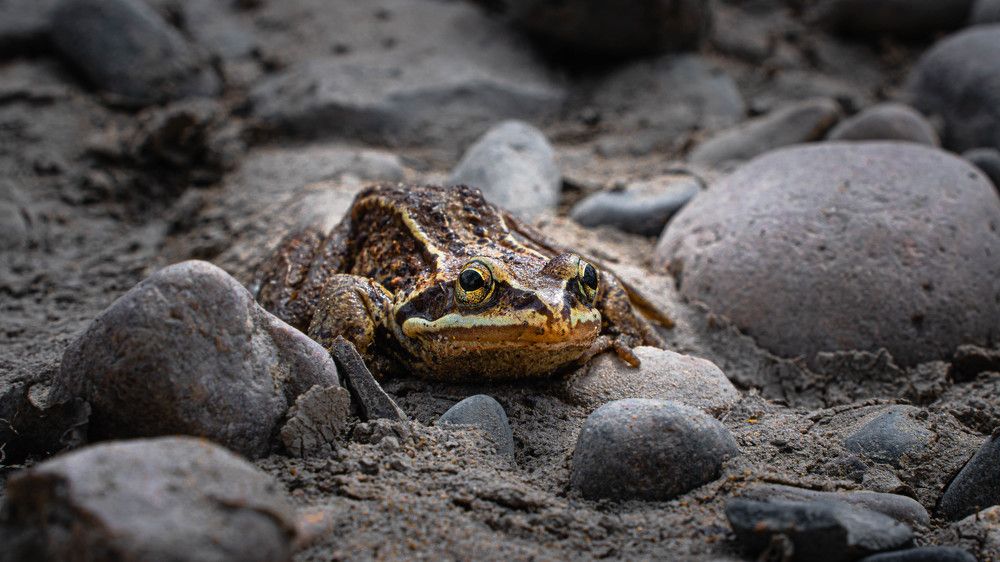Почти царевна