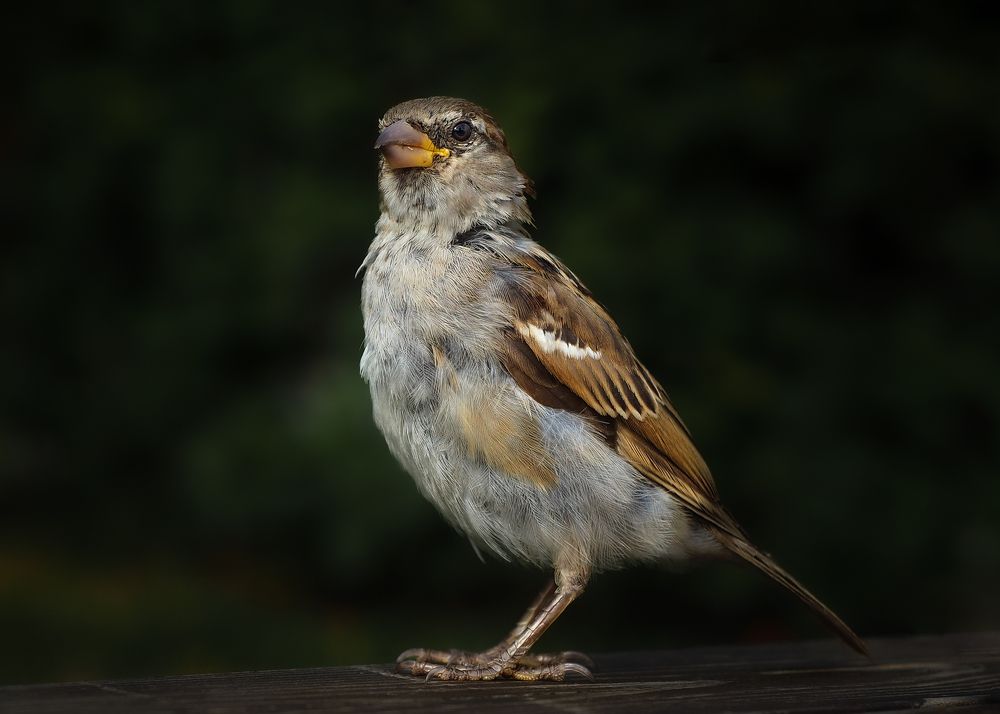 Photograph by Андрюс Киркляускас