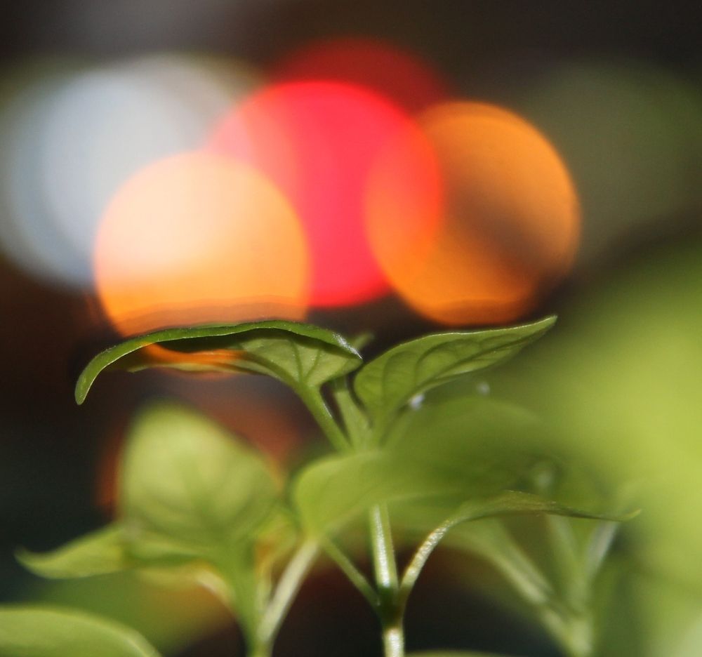 Перечная Магия.