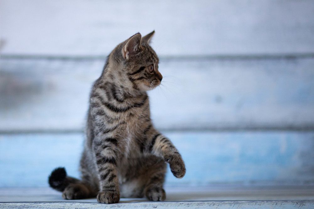 Photograph by Oleg Kolie