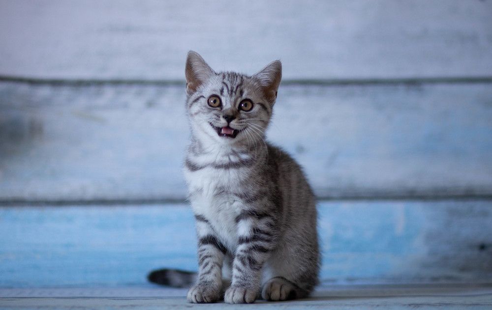 Photograph by Oleg Kolie