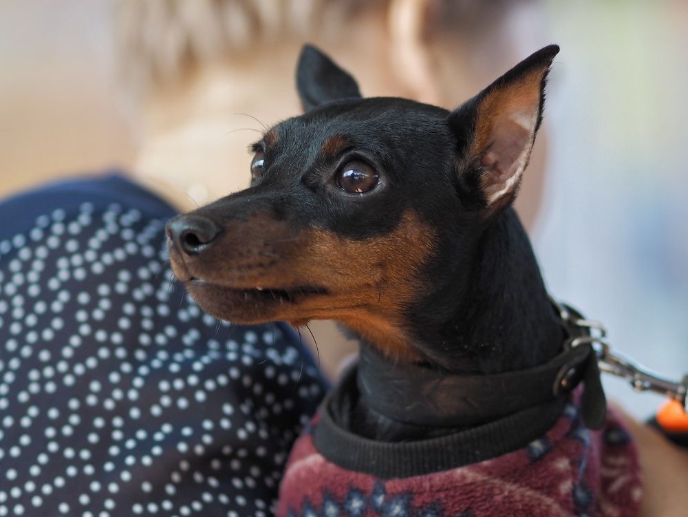 Цвергпинчер