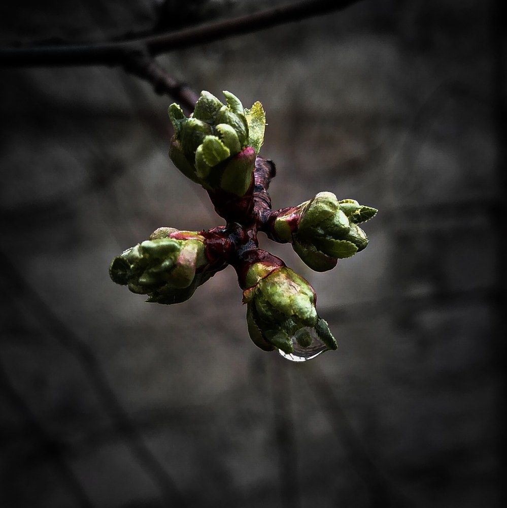 Photograph by Yasin Rezapour