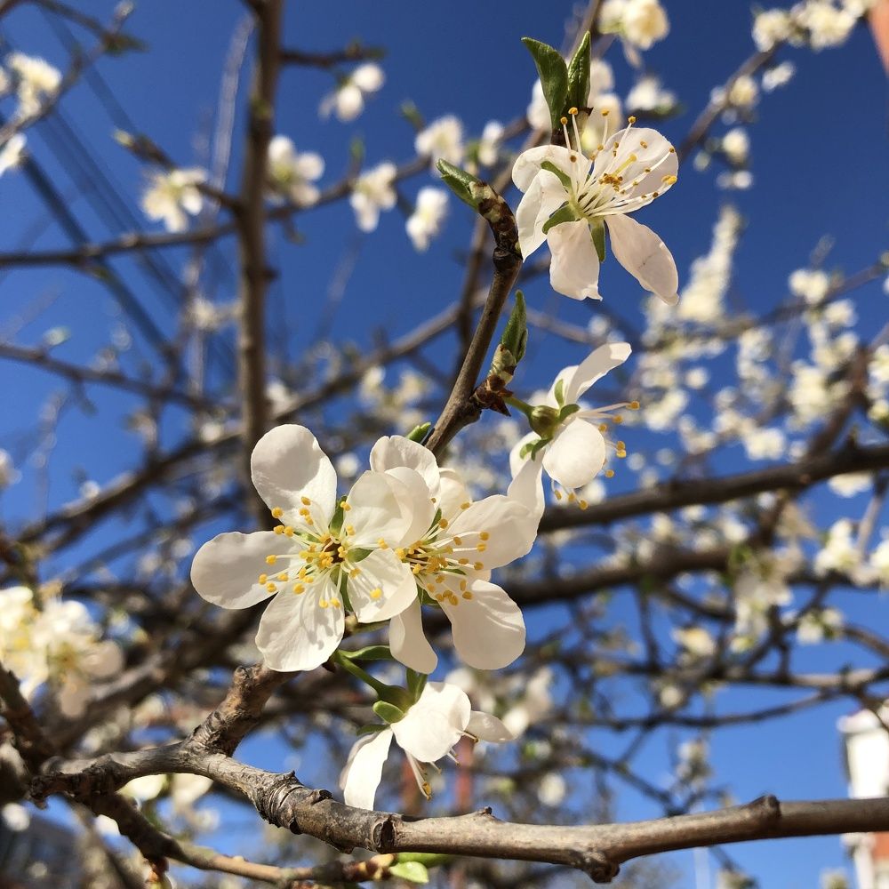 Photograph by Амина Мила