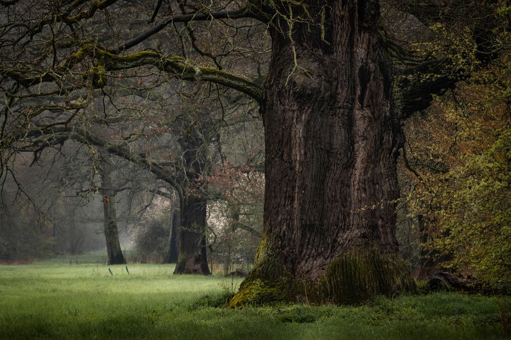 Весна в парке Луизиум.