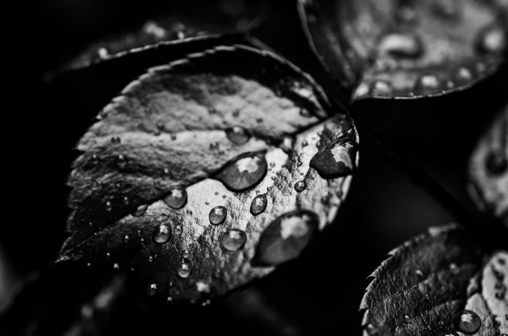 Photograph by Анастасия Кашенко