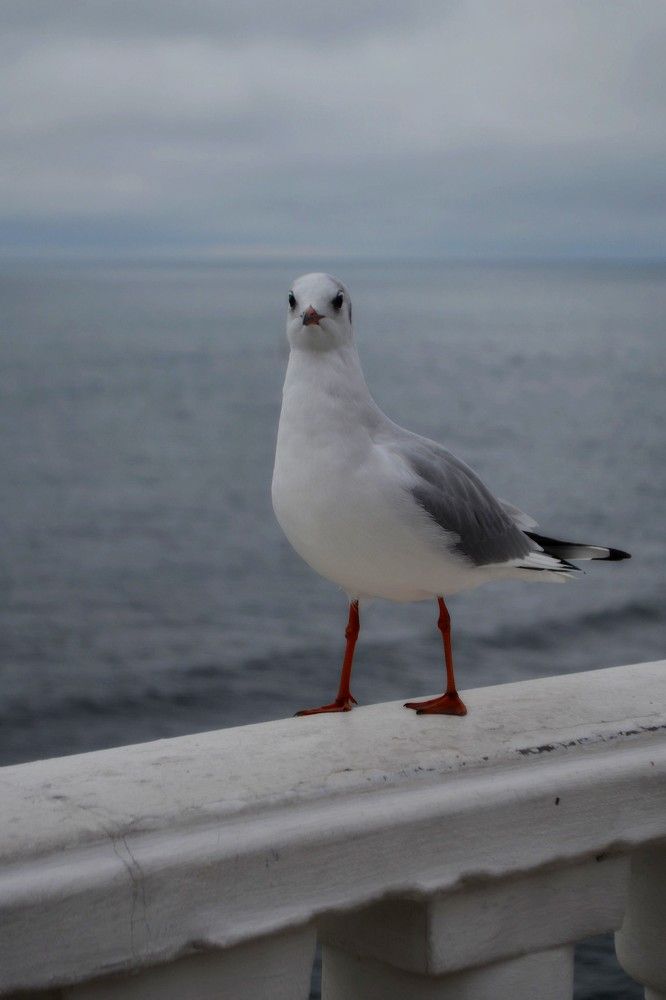 Photograph by Евгения Гуцан