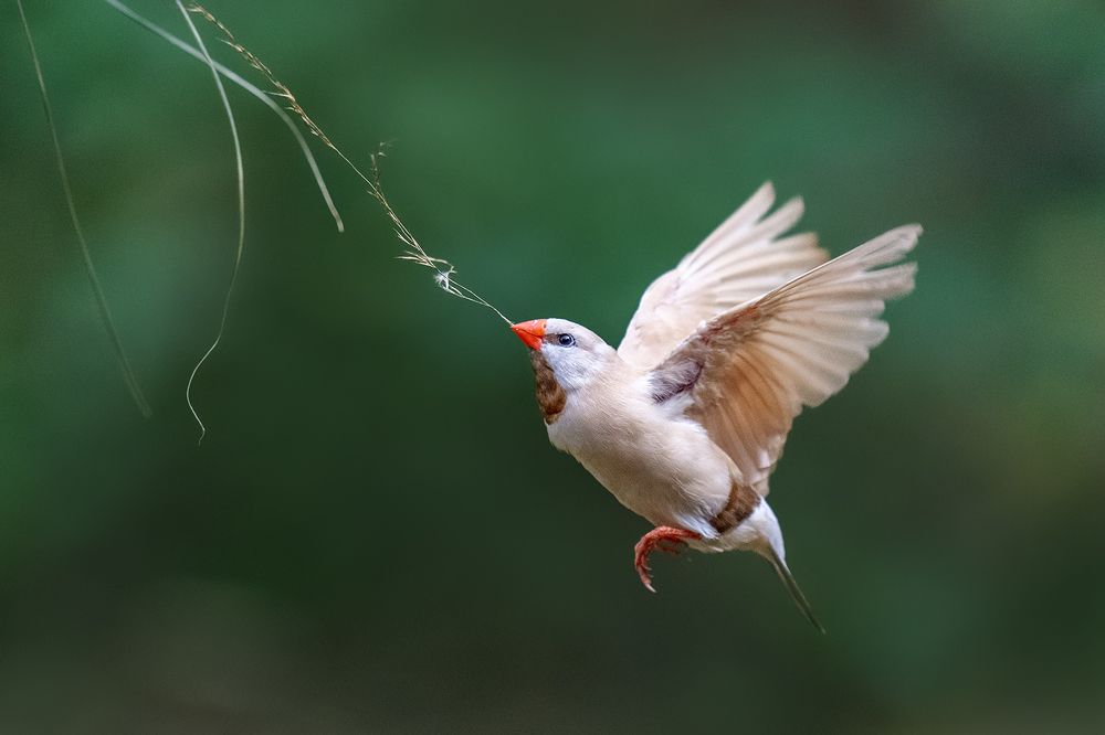 Photograph by VOON WAH WONG