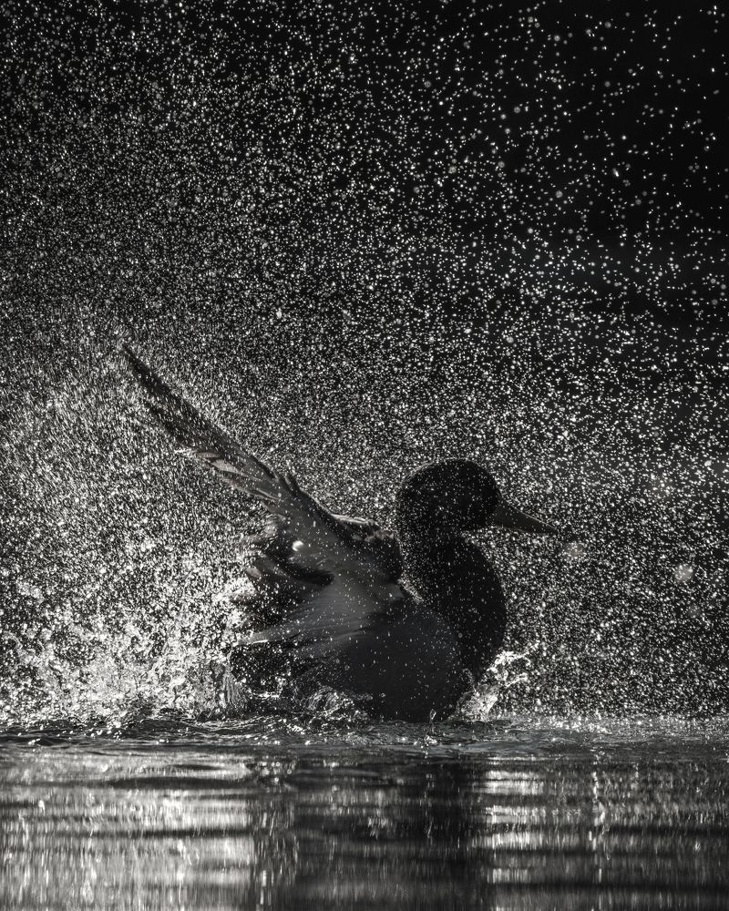 Photograph by Raheel Azim