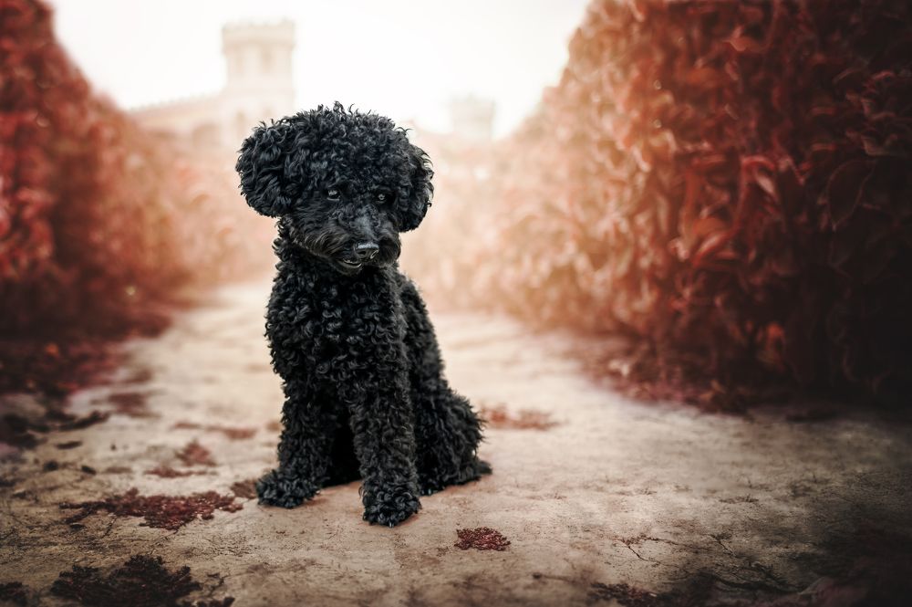 Photograph by Patricia Barros