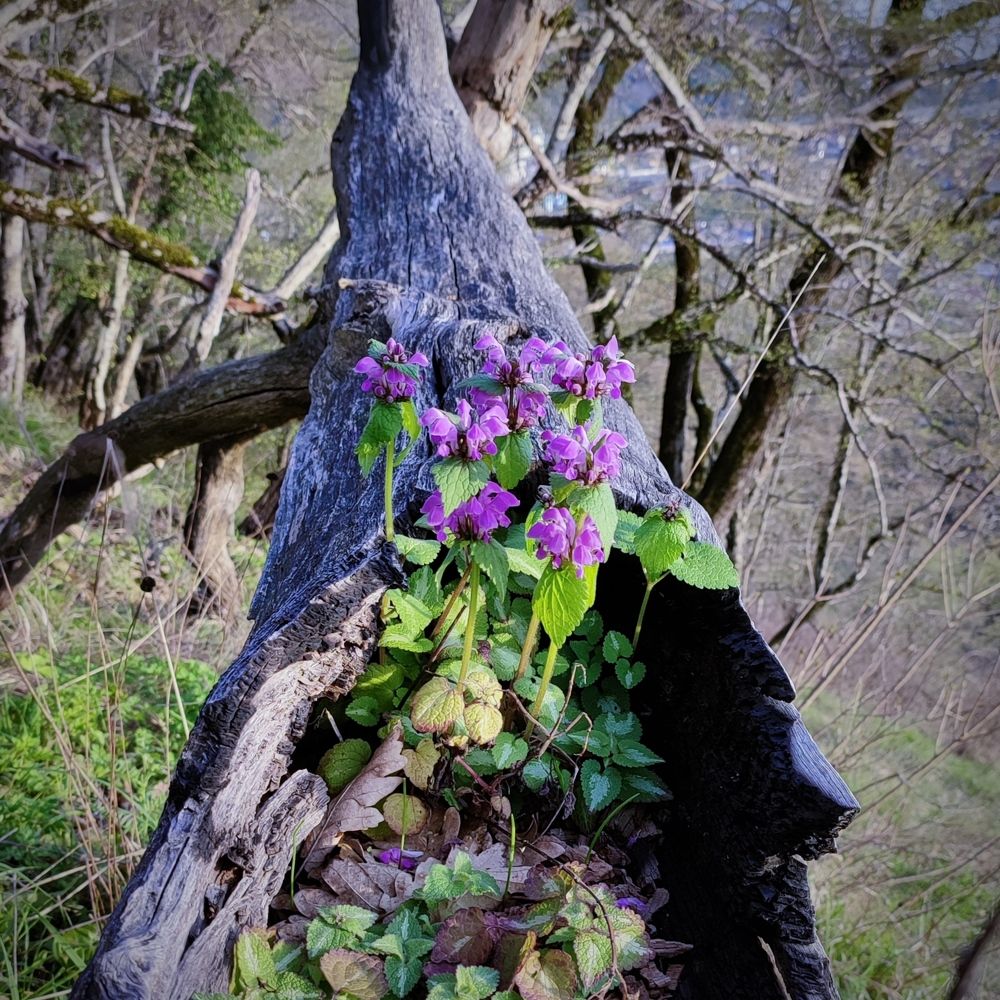 Photograph by Николай Ковальчук