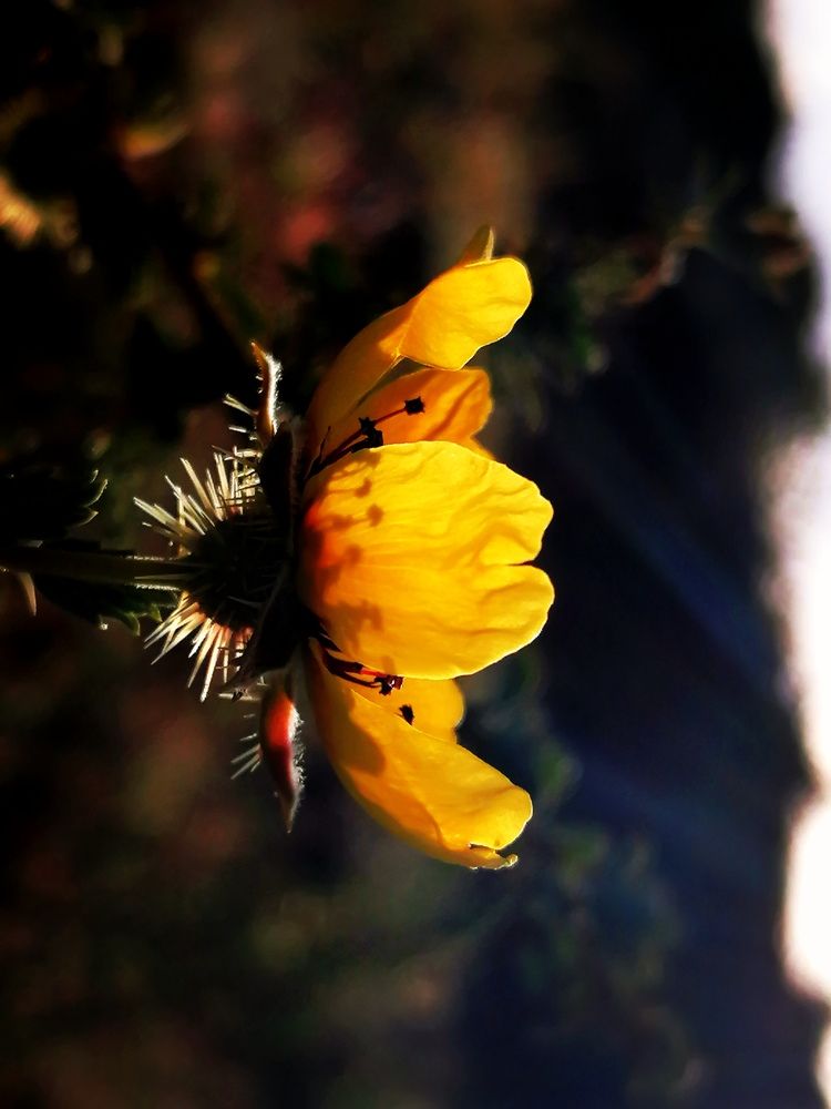 Solitude with the sky