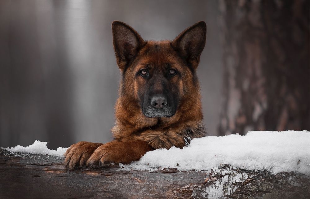 Photograph by Жанна Дандыбаева