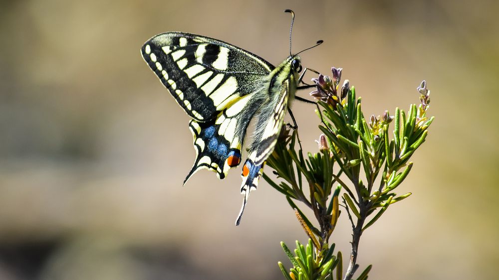 Rare Butterfly  (Iphiclides podalirius)