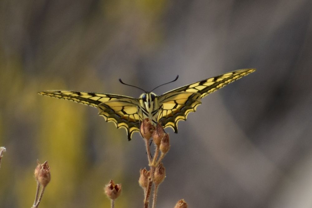 Photograph by Vadan Stefan