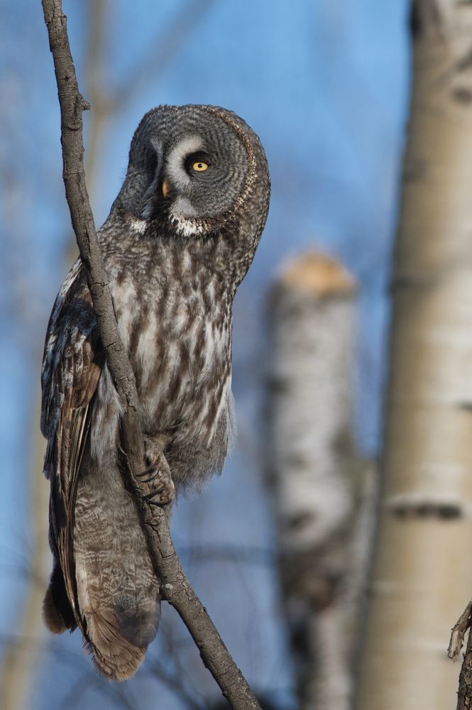 Фотография автора Большаков Алексей