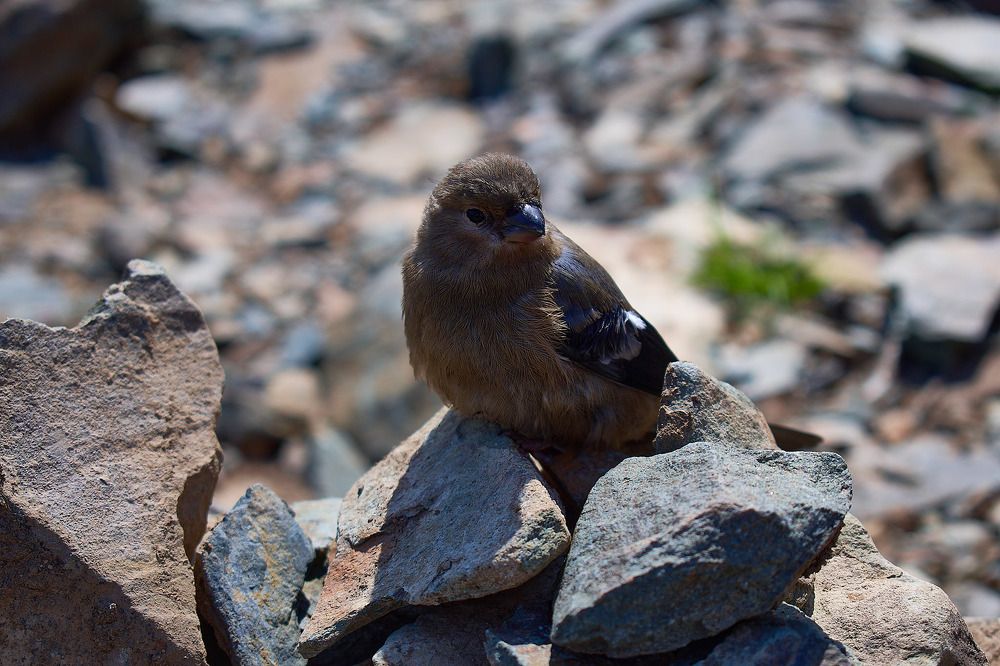 Photograph by Наталья Воробьева