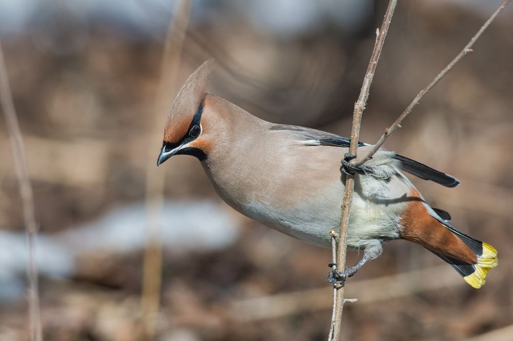 Фотография автора Большаков Алексей