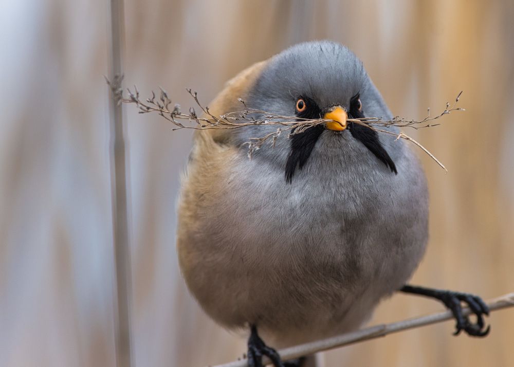 Фотография автора Большаков Алексей
