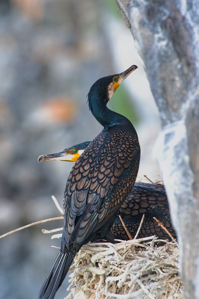 Фотография автора Большаков Алексей