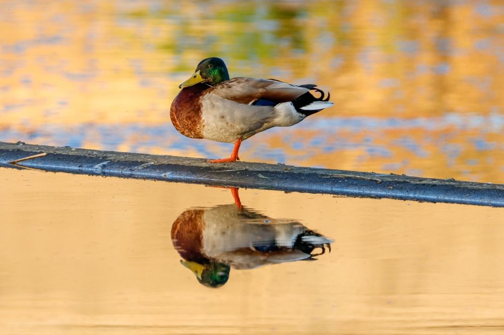 Фотография автора Ivan Logvynenko