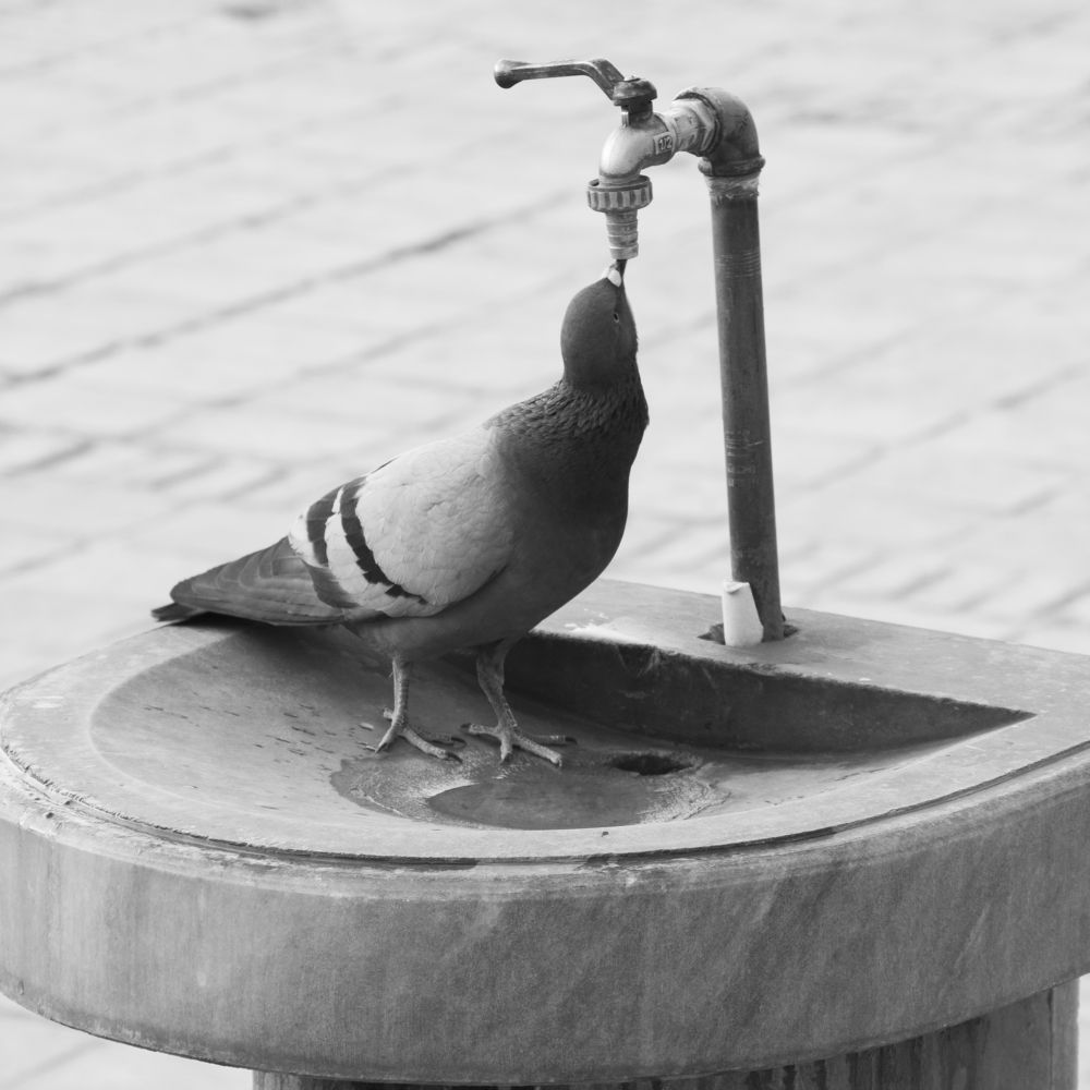 Photograph by Ahmadrezashiri